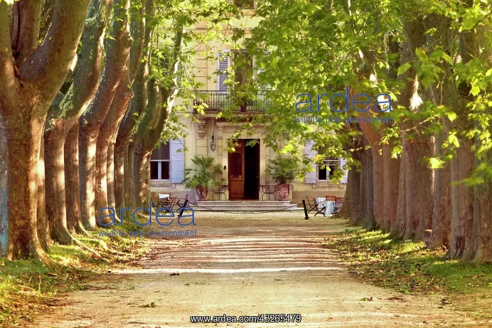 : Tree-lined drive to villa near Saint Remy : Tree-lined drive to villa near Saint Remy