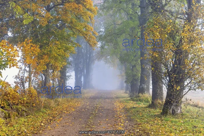 : Tree Lined gravel road with mist and autumn colours on the trees in the countryside a autumn day : Tree Lined gravel road with mist and autumn colours on the trees in the countryside a autumn day