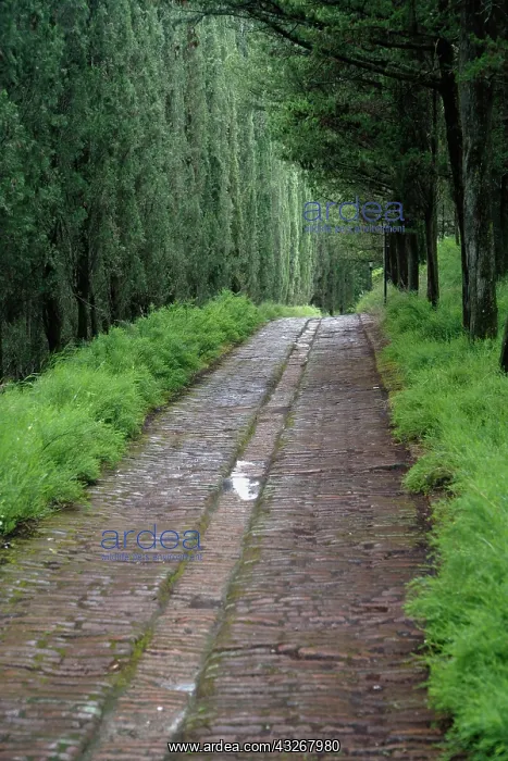  : Tree lined lane, Abbey of Monte Oliveto