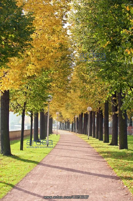 : Tree-lined pathway along Elbe River Dresden : Tree-lined pathway along Elbe River Dresden