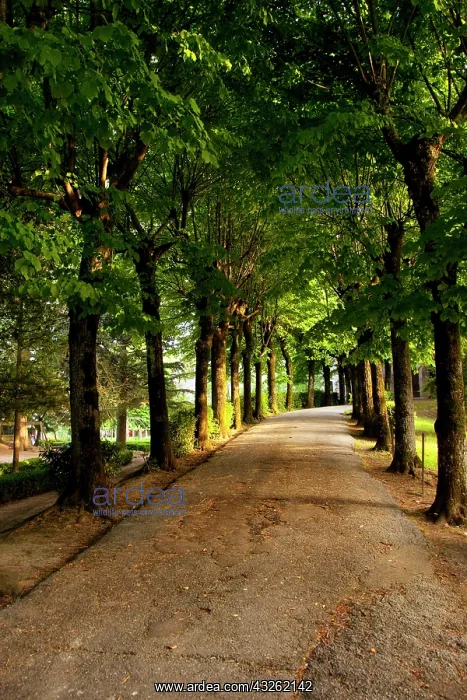 : Tree-lined pathway in Montepulciano, Tuscany : Tree-lined pathway in Montepulciano, Tuscany