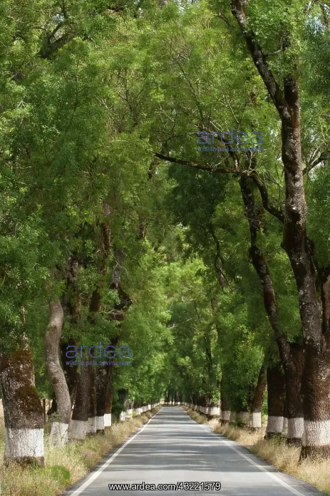 : Tree-lined road near Castelo de Vide, Alto : Tree-lined road near Castelo de Vide, Alto