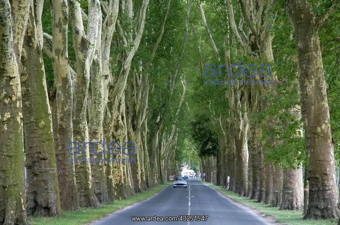 : Tree lined road near the commune of Damery : Tree lined road near the commune of Damery