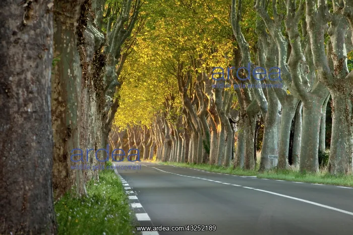 : Tree lined road near Saint Remy de-Provence : Tree lined road near Saint Remy de-Provence