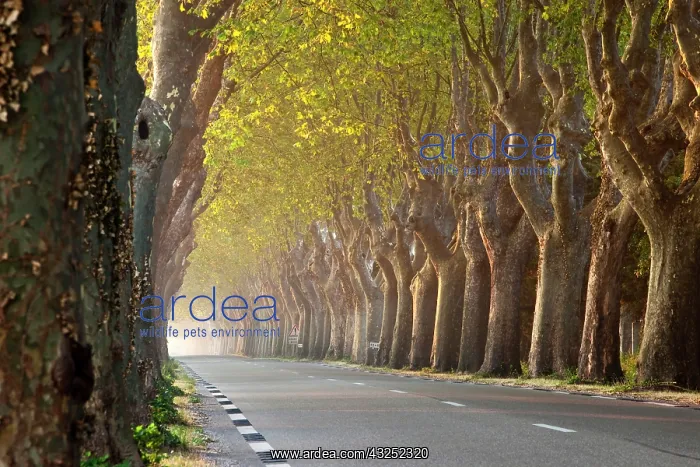 : Tree lined road near Saint Remy de-Provence : Tree lined road near Saint Remy de-Provence