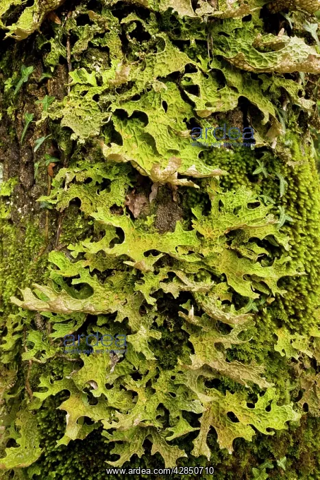 : Tree Lungwort - pollution sensitive lichen that : Tree Lungwort - pollution sensitive lichen that