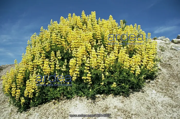  : Tree Lupin