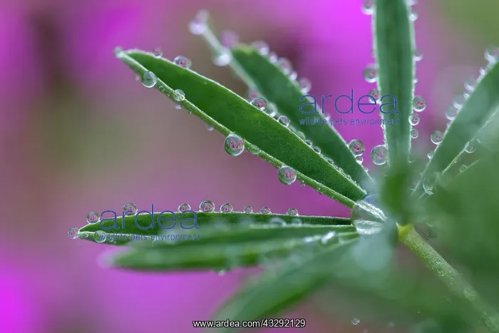 : Tree Lupin - Dew Drops - Red Campion Beyond - UK : Tree Lupin - Dew Drops - Red Campion Beyond - UK