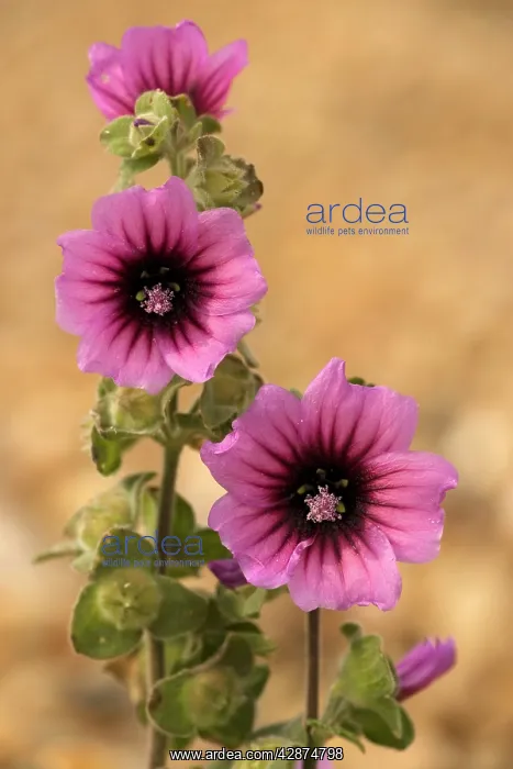 : Tree-mallow : Tree-mallow
