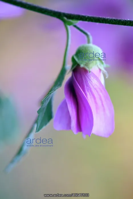 : Tree mallow : Tree mallow
