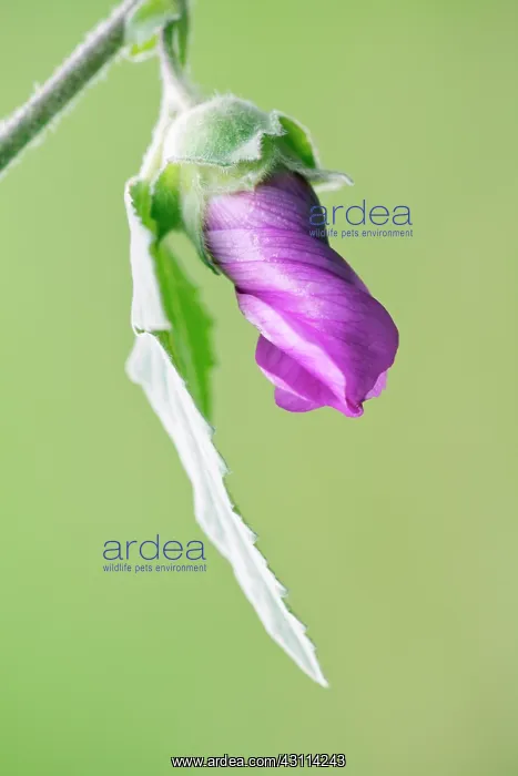 : Tree mallow, Lavatera x clementii Rosea, One unfurling : Tree mallow, Lavatera x clementii Rosea, One unfurling