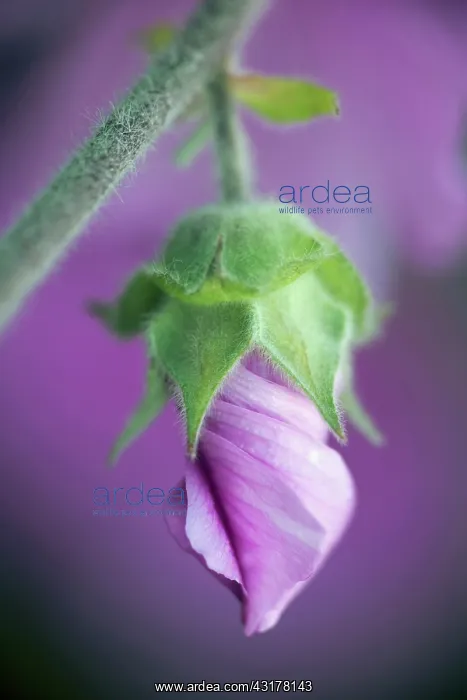 : Tree mallow, Lavatera x clementii Rosea, One unfurling : Tree mallow, Lavatera x clementii Rosea, One unfurling