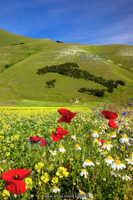 : Tree map of, Italy and wildflowers in the : Tree map of, Italy and wildflowers in the