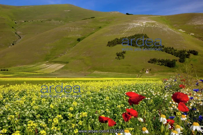 : Tree map of, Italy and wildflowers in the : Tree map of, Italy and wildflowers in the