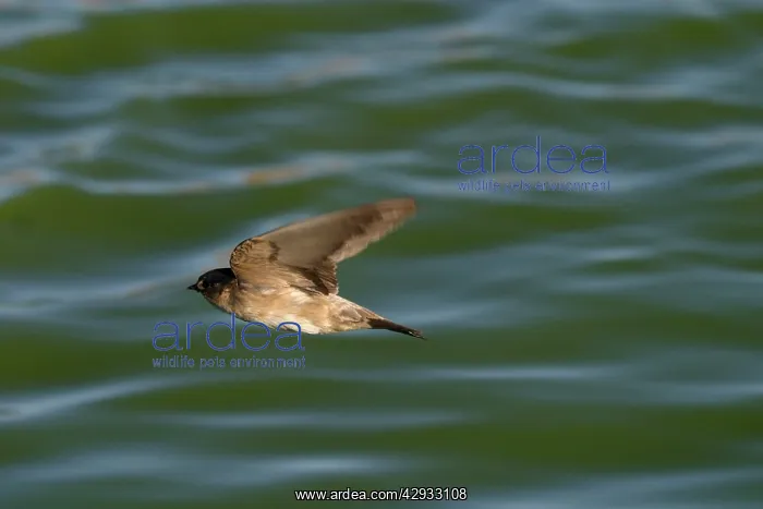 : Tree Martin - In flight hawking insects : Tree Martin - In flight hawking insects