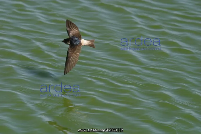 : Tree Martin - In flight hawking insects : Tree Martin - In flight hawking insects