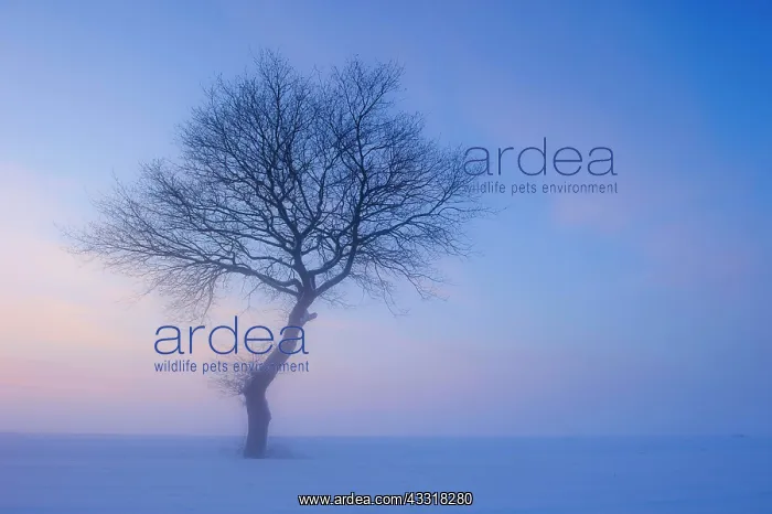  : Tree in melancholic, winterly landscape, blue hour