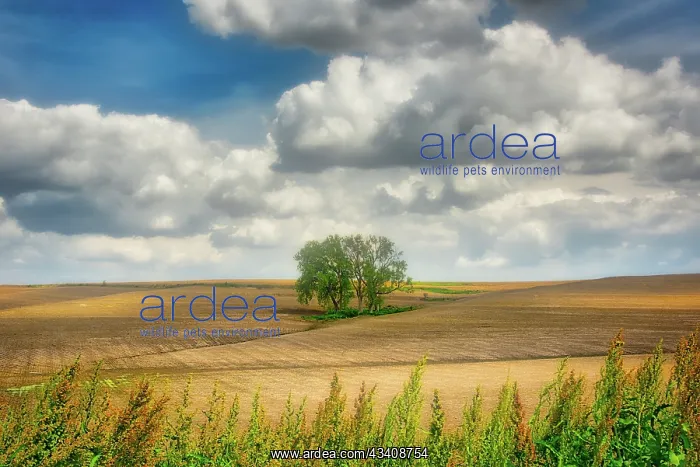 : Tree in the middle of a plowed field : Tree in the middle of a plowed field