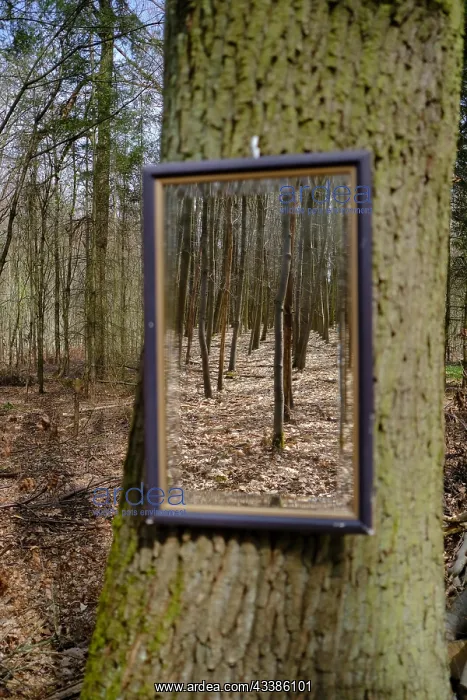 : Tree with mirror in the forest, Lower Rhine, Nor : Tree with mirror in the forest, Lower Rhine, Nor