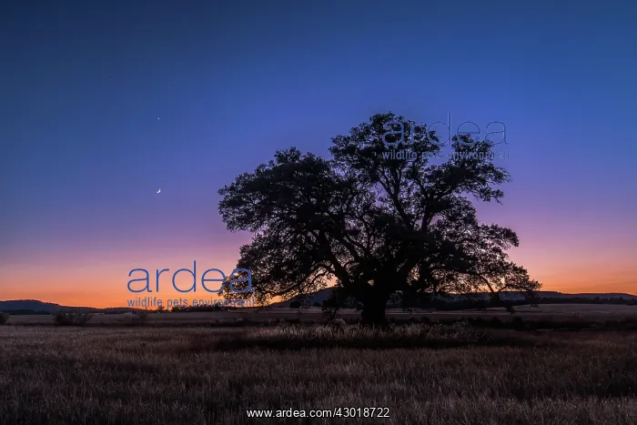 : Tree with the moon and planets Jupiter and Venus at sunset : Tree with the moon and planets Jupiter and Venus at sunset