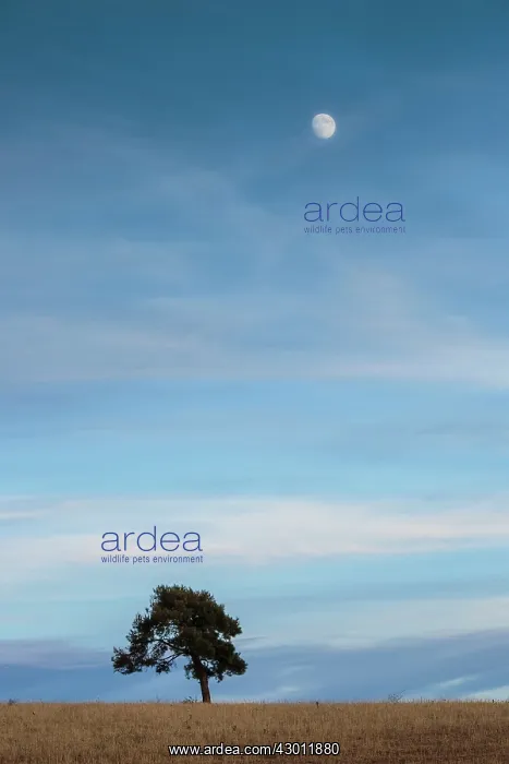 : Tree with moon at sunset Cuenca, Castilla La Mancha, Spain : Tree with moon at sunset Cuenca, Castilla La Mancha, Spain