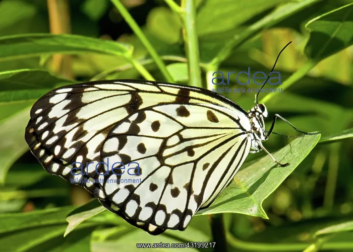 : Tree Nymph Butterfly : Tree Nymph Butterfly