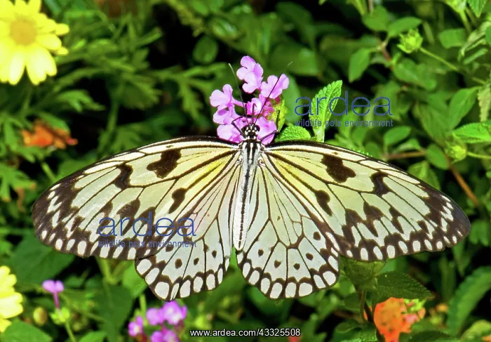 : Tree Nymph Butterfly : Tree Nymph Butterfly