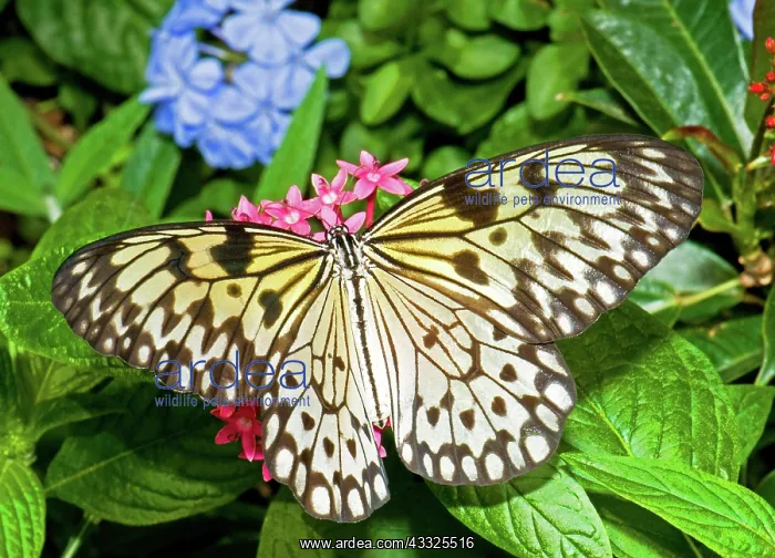 : Tree Nymph Butterfly : Tree Nymph Butterfly