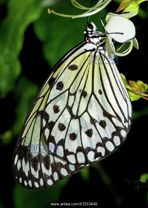 : Tree Nymph Butterfly : Tree Nymph Butterfly