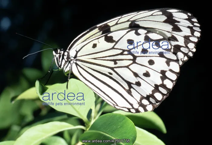 : Tree Nymph BUTTERFLY - Japan's largest butterfly : Tree Nymph BUTTERFLY - Japan's largest butterfly