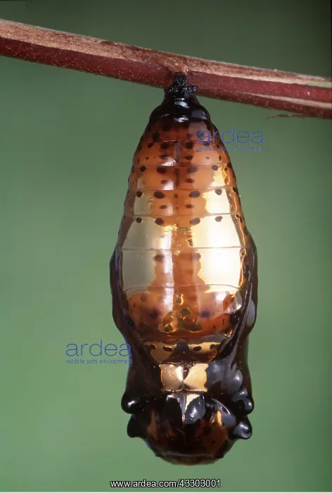 : Tree Nymph Butterfly - pupa : Tree Nymph Butterfly - pupa
