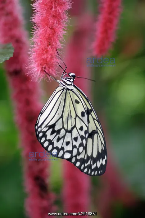 : Tree Nymph / Paper Kite / Rice Paper Butterfly : Tree Nymph / Paper Kite / Rice Paper Butterfly