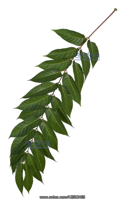 : Tree-of-heaven - leaf : Tree-of-heaven - leaf