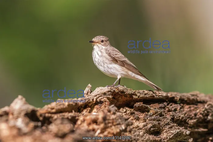  : Tree Pipit