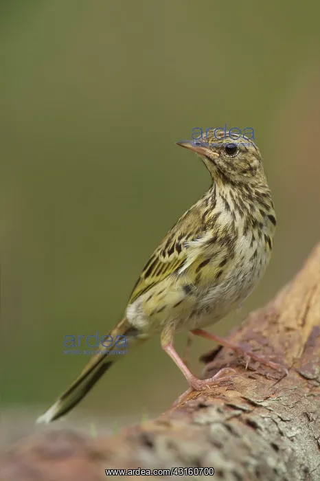 : Tree Pipit : Tree Pipit