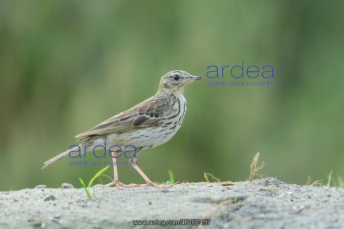 : Tree Pipit : Tree Pipit