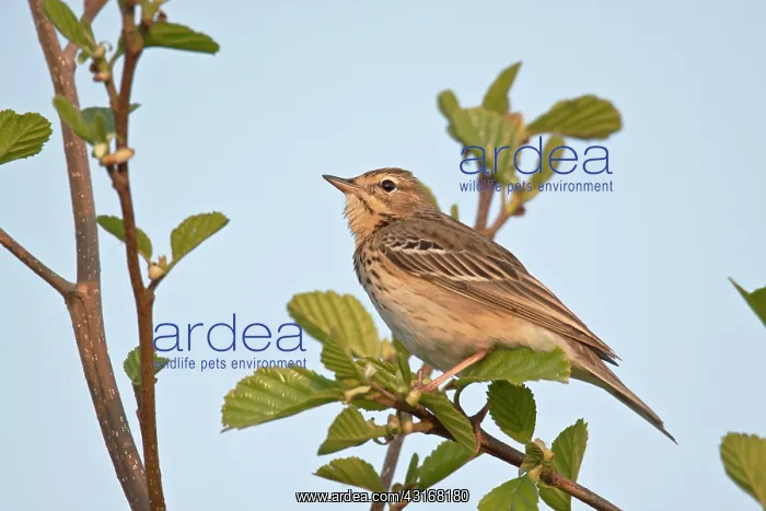 : Tree Pipit : Tree Pipit