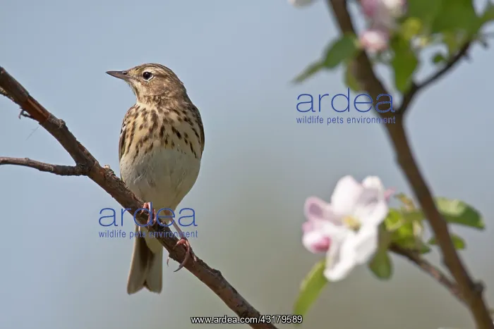 : Tree Pipit : Tree Pipit