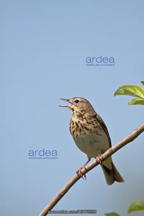: Tree Pipit : Tree Pipit