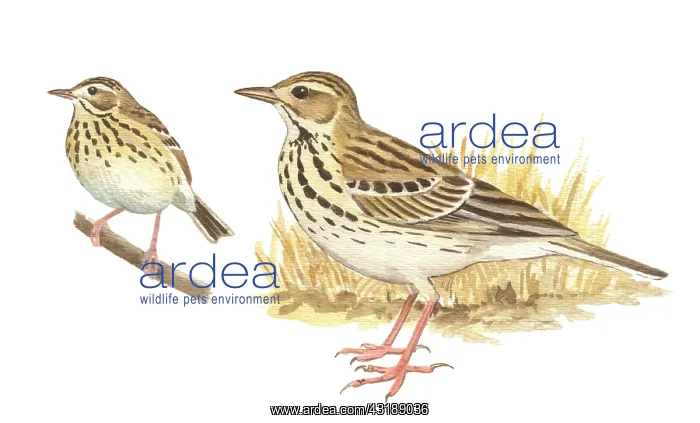  : Tree Pipit