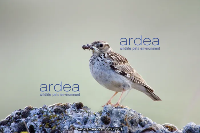 : Tree Pipit - Adult bird carrying a beak full of : Tree Pipit - Adult bird carrying a beak full of