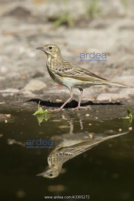 : Tree Pipit - adult bird standing next to water - : Tree Pipit - adult bird standing next to water -
