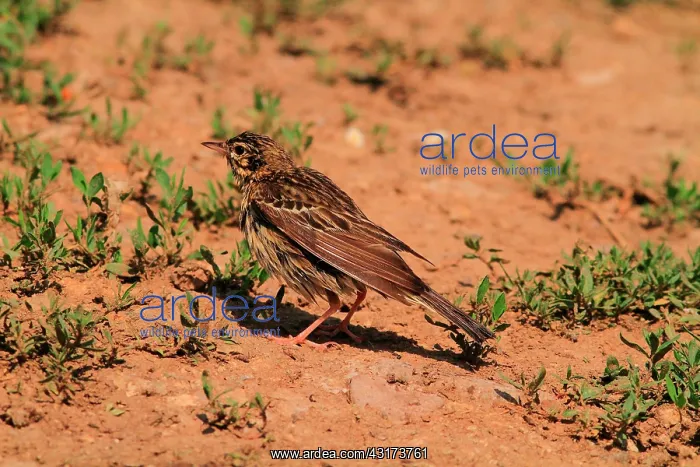 : Tree Pipit (Anthus trivialis) after bath. Armenia : Tree Pipit (Anthus trivialis) after bath. Armenia