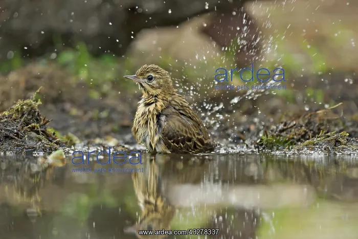 : Tree Pipit (Anthus trivialis) takes a bath at a : Tree Pipit (Anthus trivialis) takes a bath at a