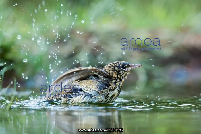 : Tree Pipit (Anthus trivialis) taking a bath, Th : Tree Pipit (Anthus trivialis) taking a bath, Th