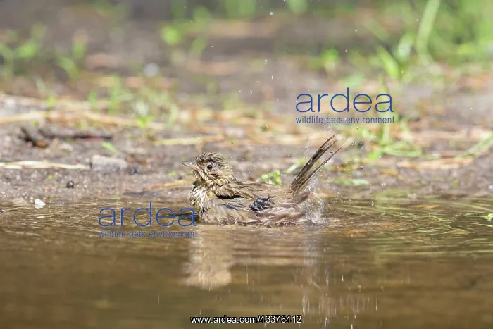 : Tree Pipit - bathing bird - Germany : Tree Pipit - bathing bird - Germany