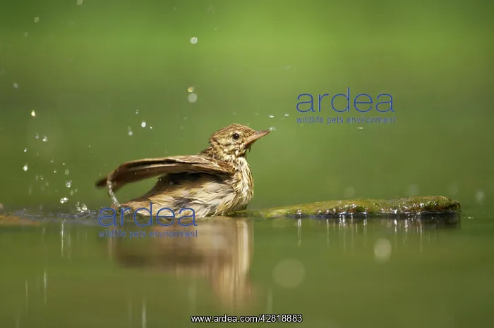  : Tree Pipit - Bathing at forest pool