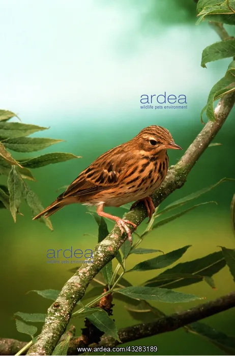 : TREE PIPIT - on branch : TREE PIPIT - on branch