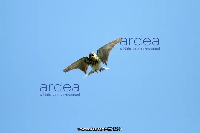 : Tree Pipit - in flight - singing : Tree Pipit - in flight - singing