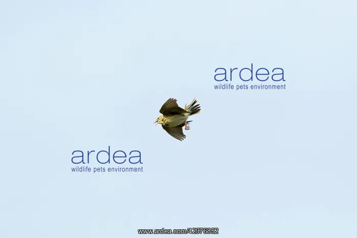 : Tree Pipit - in flight - singing : Tree Pipit - in flight - singing